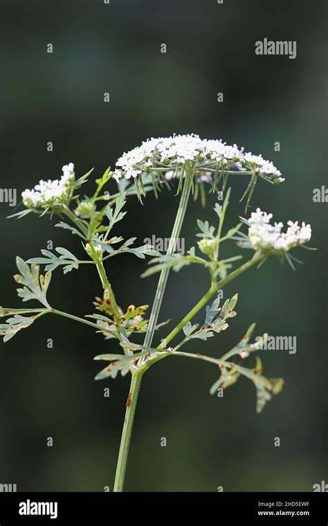 Aethusa Cynapium Commonly Known As Fools Parsley Fools Cicely Or