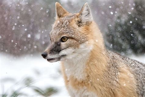 Swift Fox Facts Habitat Conservation Status Zoo Populations