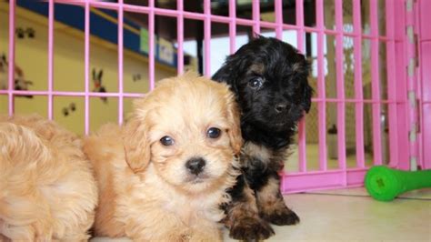 Cavapoo puppies are adorable, and it's one of the reasons they are so popular. Cuddly Cavapoo Puppies For Sale, Georgia Local Breeders ...