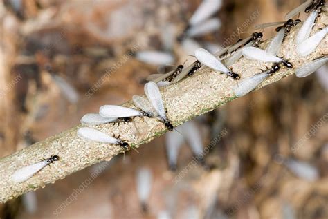 Subterranean Termites Swarming Stock Image F0313162 Science