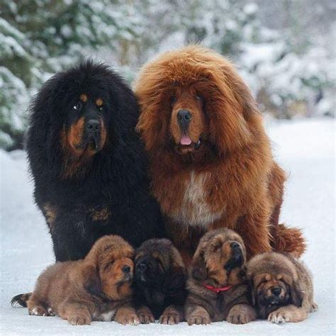 Prepare To Swoon Over These Cute Photos Of Tibetan Mastiffs The