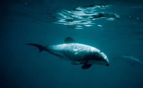 Hectors Dolphin Species Wwf