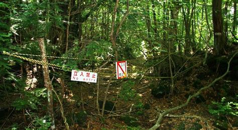 Inside Aokigahara The Haunting Suicide Forest Of Japan