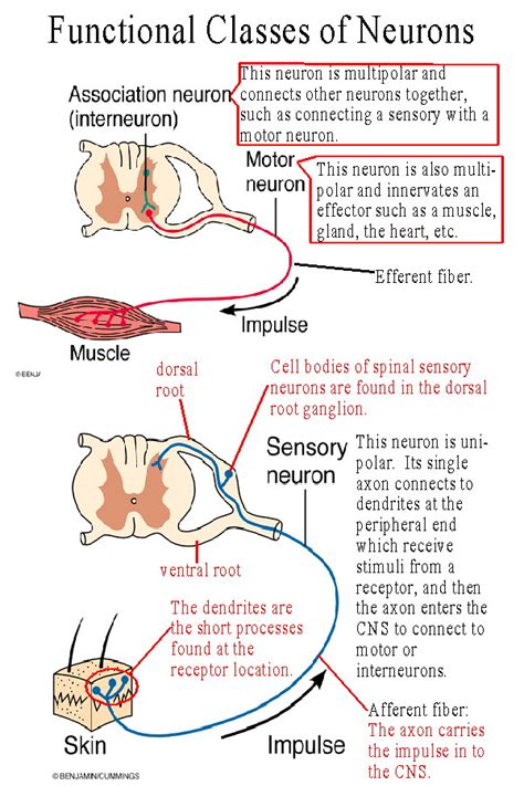 Different Types Of Sensory Neurons My XXX Hot Girl