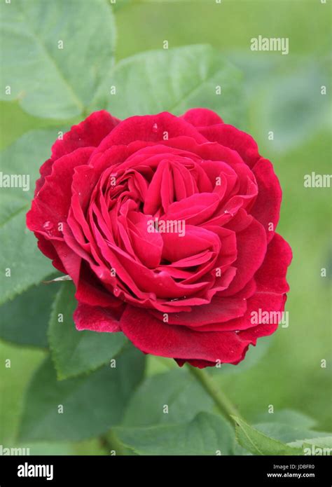 Rosa L D Braithwaite A Bright Red Floribunda Rose Flowering In June