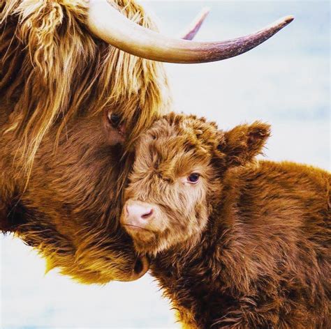 Iheartscotland On Instagram Mother I Love You Little Coo Said 💕
