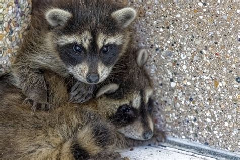 Dealing With The Damage Caused By Raccoons In Your Attic Raccoon