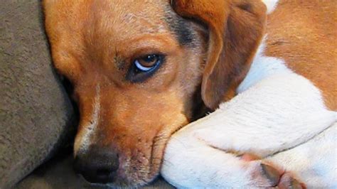 11 Guilty Dogs Who Are Very Sorry Youtube
