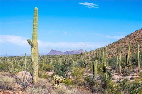 A Long Slender Saguaro Cactus In Saguaro National Park Arizona Stock