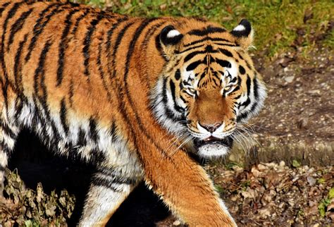 Tiger Big Cat Predator Free Photo On Pixabay