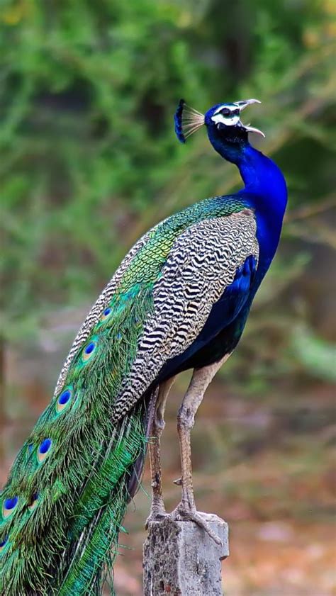 Indian Peafowl Call For The Upcoming Rain By Dilip Khant On 500px