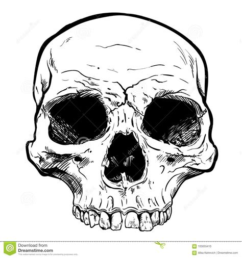Human Skull Vector Art. Hand Drawn Illustration. Stock Vector ...