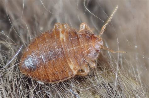 Does Bleach Kill Bed Bugs Comprehensive Overview Pestminder