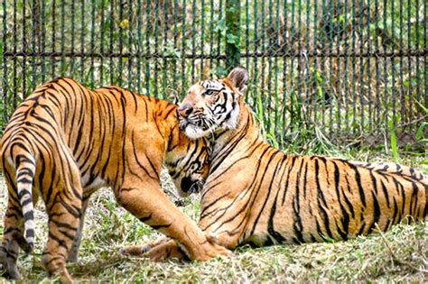 Tigers Indias Tiger Count Tops 3682 Madhya Pradesh Leads At 785