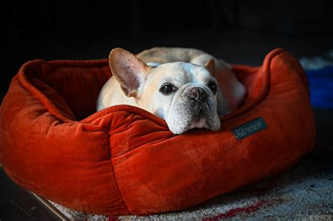 4 Best Dog Beds For French Bulldogs Most Popular Picks