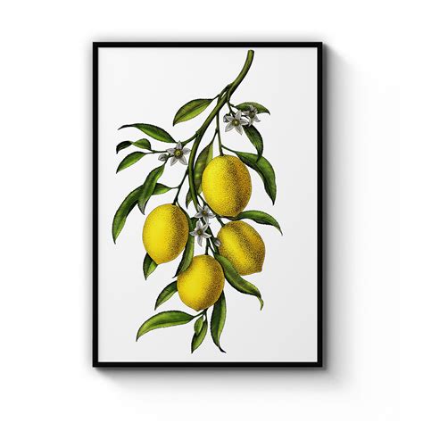 Vintage Lemon Tree Fruit Botanical Flower Large Drawing Chic Etsy