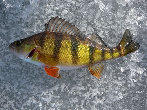 Once you have all the tried and true lures, you are ready to put them to use. Yellow Perch - Ice Fishing by LeccathuFurvicael on DeviantArt