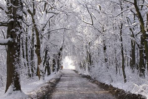 Avenue From Trees In Snow Covered Park Stock Photo