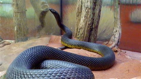 Australia The Taipan Snake 3 Photograph By Jeffrey Shaw Pixels