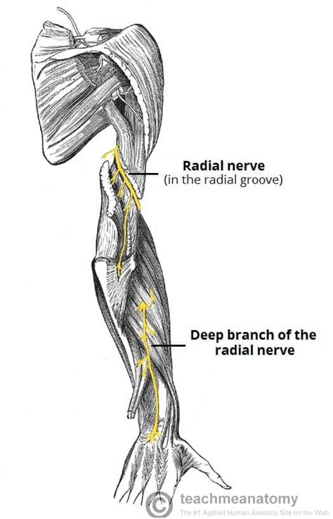 The Radial Nerve Course Motor Sensory Teachmeanatomy