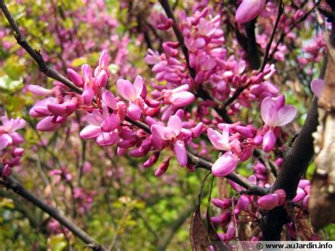 Apr 07, 2020 · les arbres à fleurs roses. Arbre de Judée, Gainier, Cercis siliquastrum : planter ...