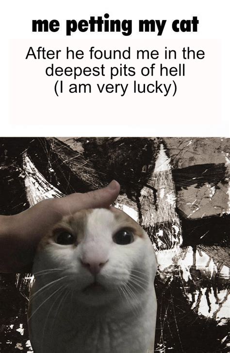 Petting Cat Meme Quotes Resume
