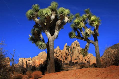 10best Visits Southern Californias Joshua Tree National Park