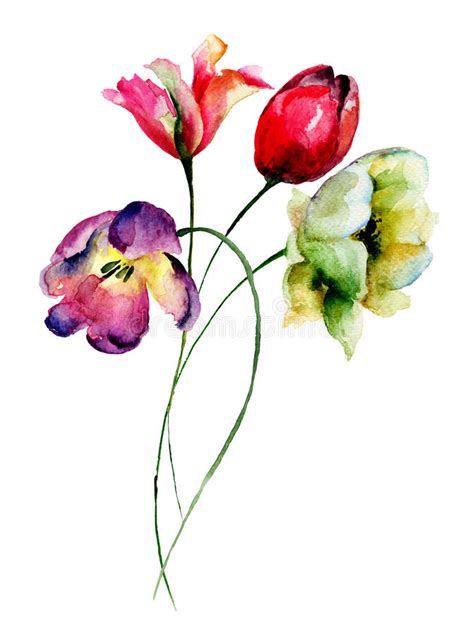 Red Tulips Watercolor Flowers Painting Stock Illustrations 774 Red