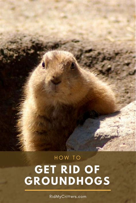This is another home remedy to get rid of mosquitoes in an environmentally friendly way. How to Get Rid of Groundhogs FAST so they Don't Destroy ...