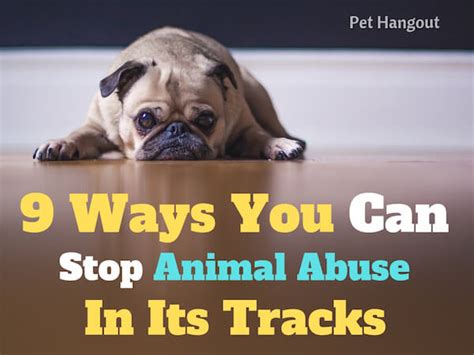 9 Ways You Can Stop Animal Abuse In Its Tracks