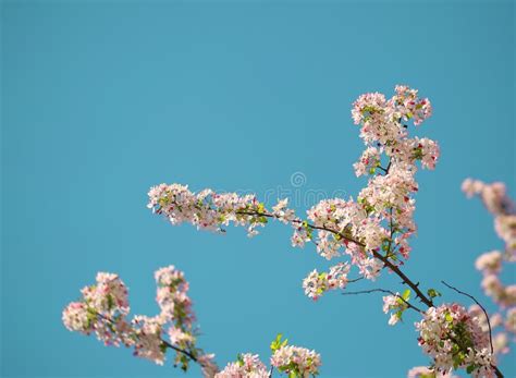 White Spring Blossoms Stock Image Image Of White Tree 70105611
