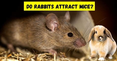 Do Rabbits Attract Mice Or Vice Versa