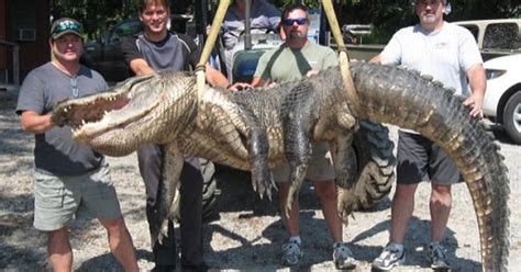 Voodoo Kitchen Mississippi And The Record Breaking 700lb Alligator