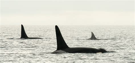 How Do You Identify Orcas Whale Sense