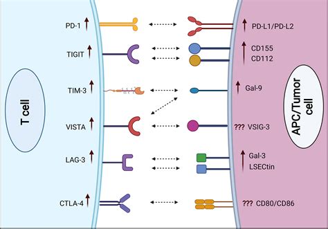 Frontiers Inhibitory Immune Checkpoint Receptors And Ligands As
