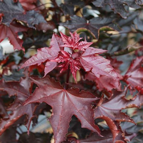 Acer Crimson Sentry Norway Maple Mail Order Trees