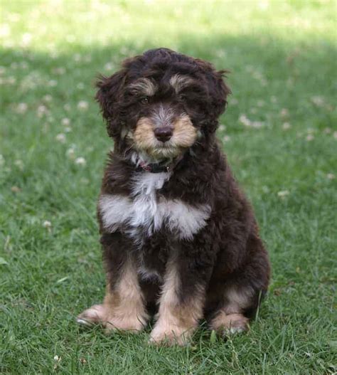 Aussiedoodle A Guide To The Australian Shepherd Poodle Mix