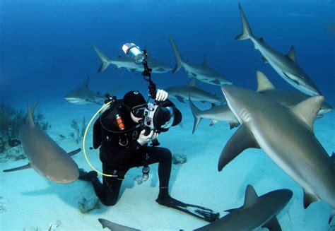 Nassau Shark Scuba Diving Adventure Bahamas Cruise Excursions