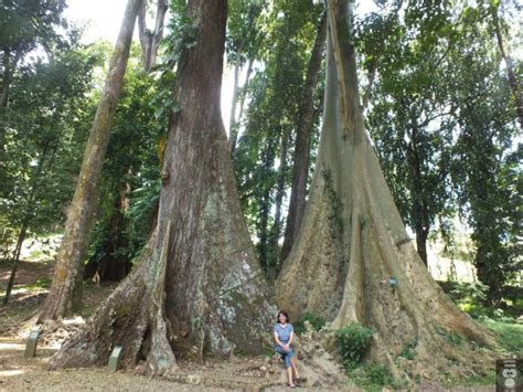 Pohon Jodoh Kebun Raya Bogor 001 Lovely Bogor