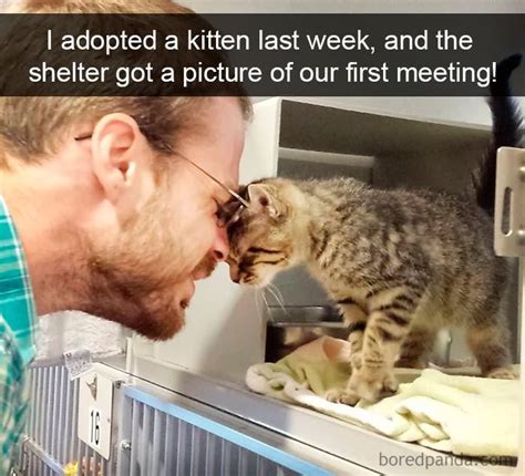 10 Hilarious Cat Snapchats That Will Make Your Day