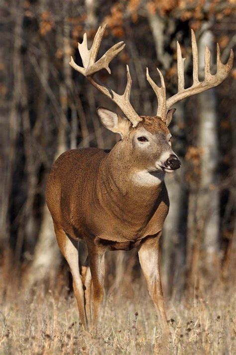 A Beautiful Deer Iphone Wallpaper Whitetail Deer Hunting Hunting