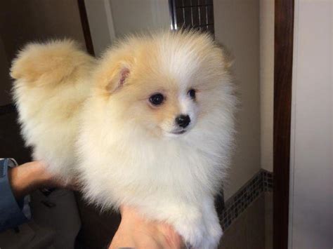 White Cute Boy Pomeranian Puppy 9 Weeks Old For Sale In