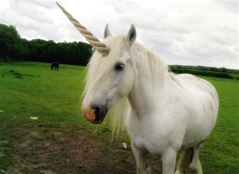 Real Life Unicorn Unicorns Are Real Pinterest Unicorns Animal