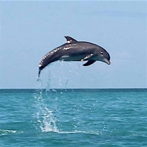 Private Key West Dolphin Sightseeing Charter Tripshock