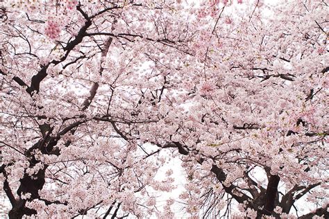 Pink Cherry Blossom Tree Photograph By Ariane Moshayedi
