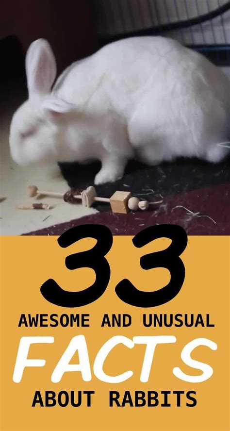 7 Ways To Show Your Rabbit You Love Them Artofit