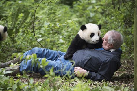Photos Noted Animal Documentarian Returns With ‘pandas Front Row