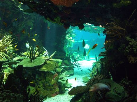 Underwater Cave Mermaid Diaries Pinterest Underwater Caves