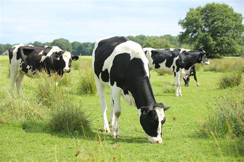 Heifer Management Towards First Breeding Trouw Nutrition Ireland