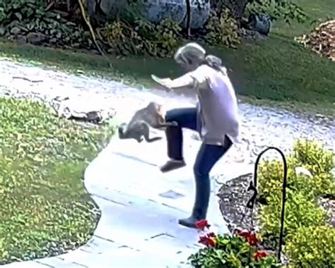 Rabid Fox Attacks Woman In Garden Sporting Shooter